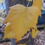 Tilia mongolica Feuille