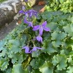 Campanula portenschlagiana Fuelha