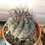 Eriosyce crispa Hoja