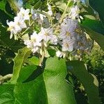 Solanum bonarienseFlower