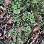 Selaginella fissidentoides Blad