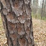 Pinus echinata Corteza