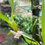 Maxillaria porrecta Virág