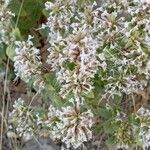 Nepeta cataria Flower