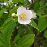 Philadelphus pubescens फूल