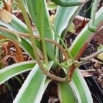 Agave vivipara 葉