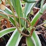 Agave vivipara Leaf