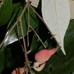 Licania hypoleuca Fruit