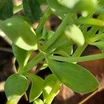 Linaria triphylla Leaf