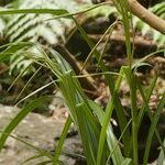 Carex perraudieriana Otro