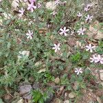 Saponaria ocymoides Hábitos