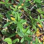 Rubia tinctorum পাতা