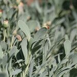 Hertia cheirifolia List