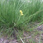 Lomatium triternatum Habit