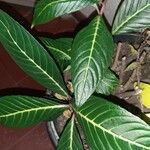 Sanchezia nobilis Folha