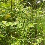 Equisetum pratense Blomma