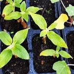 Helianthus annuusBlad