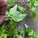 Parietaria debilis Yaprak