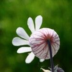 Silene vulgarisFlower