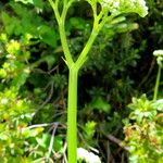 Valeriana alliariifolia Flor
