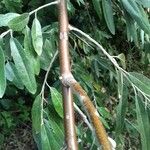 Elaeagnus angustifolia Bark