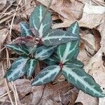 Chimaphila maculata Hoja
