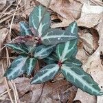 Chimaphila maculata Leht