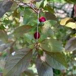 Prunus cerasifera Leaf