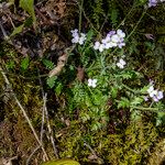 Arabidopsis arenosa Virág