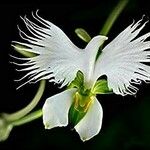 Pecteilis radiata Flower