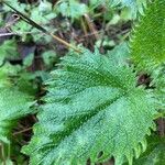 Urtica pilulifera Blatt