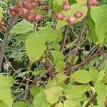 Euonymus latifolius Habitat