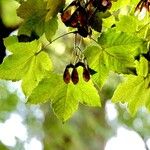 Acer pseudoplatanus Folio