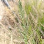 Diplachne fusca Fula