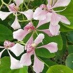 Bauhinia monandra Цвят