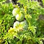 Tragia pinnata Fruto