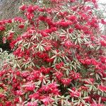 Rhododendron neriiflorum عادت داشتن