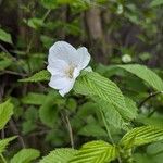 Rhodotypos scandens Λουλούδι