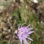 Scorzonera purpurea Flower