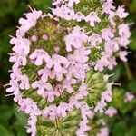 Thymus longicaulis 花