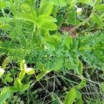 Filipendula vulgaris Лист
