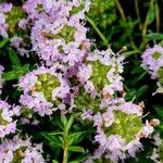 Thymus longicaulis പുഷ്പം