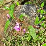 Impatiens baronii Buveinė