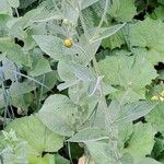 Doronicum austriacum Habitat