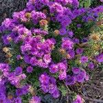 Symphyotrichum novae-angliae 整株植物