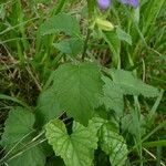 Campanula trachelium Leaf