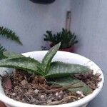 Aloe macrocarpa Лист
