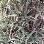 Aloe arborescens 叶