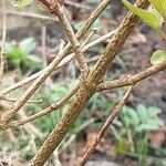 Syringa pubescens Bark