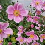 Anemone x hybrida 花
